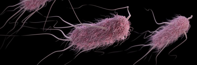 E. coli - Особенность инвазии