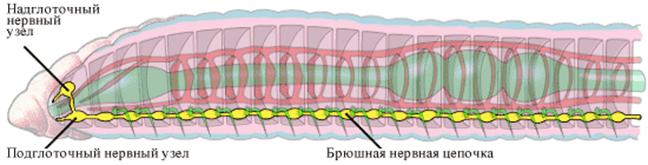 нервная система червя