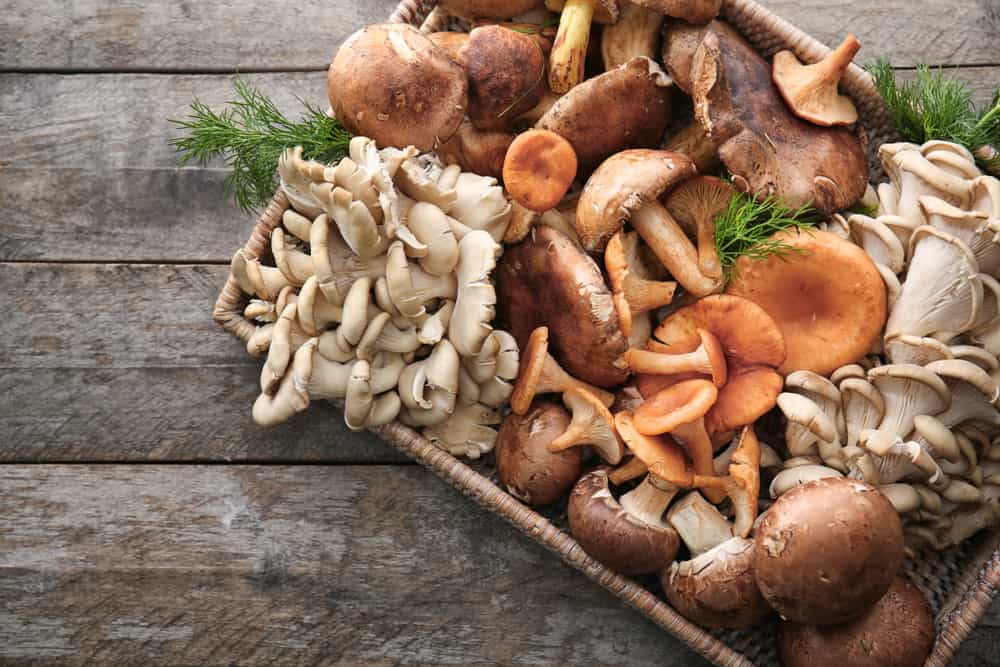 Какие грибы самые полезные?