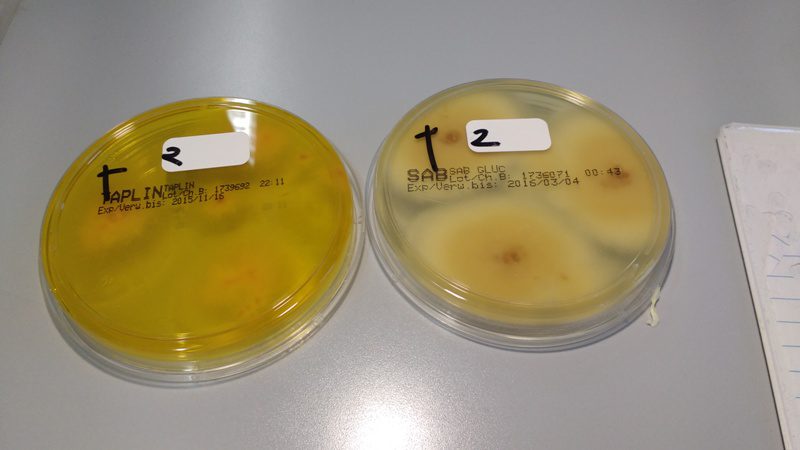 грибки в лаборатории