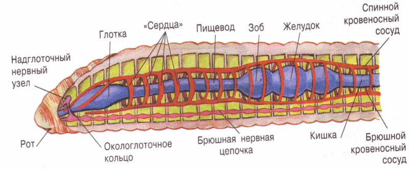 Круглые черви строение