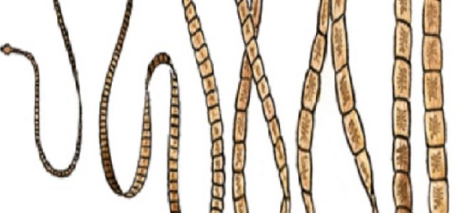 Представители класса ленточные черви: чем они опасны для человека?
