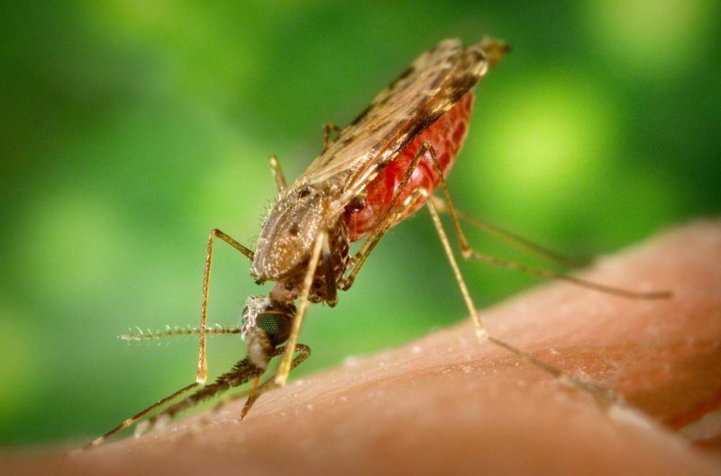 малярийные комары