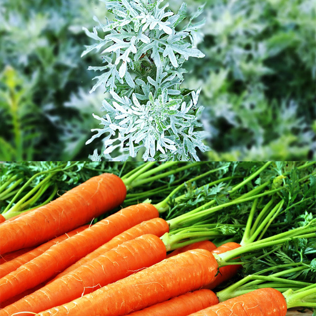 полынь с морковью