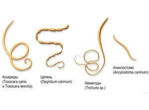 Основные виды паразитов в организме человека
