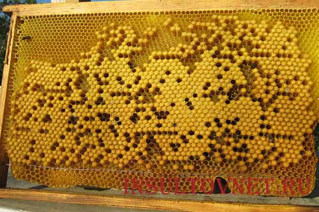 Пчелиный подмор лечит инсульт thumbnail