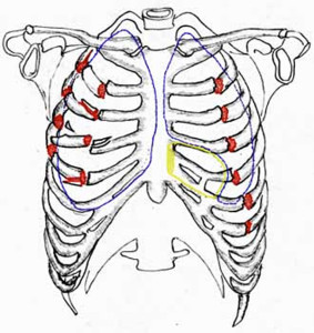 Грудина и ребра - это основа грудной клетки