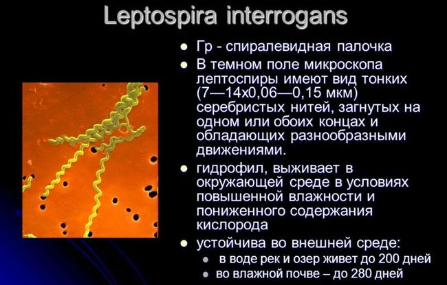 схема лептоспероза