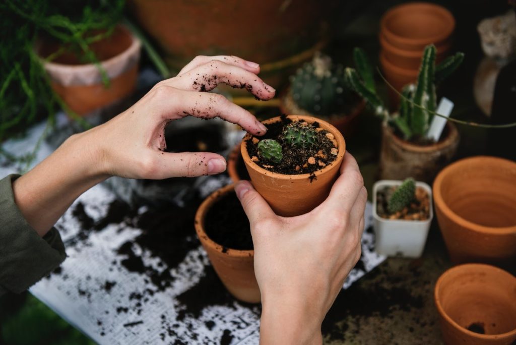 Как правильно посадить кактус