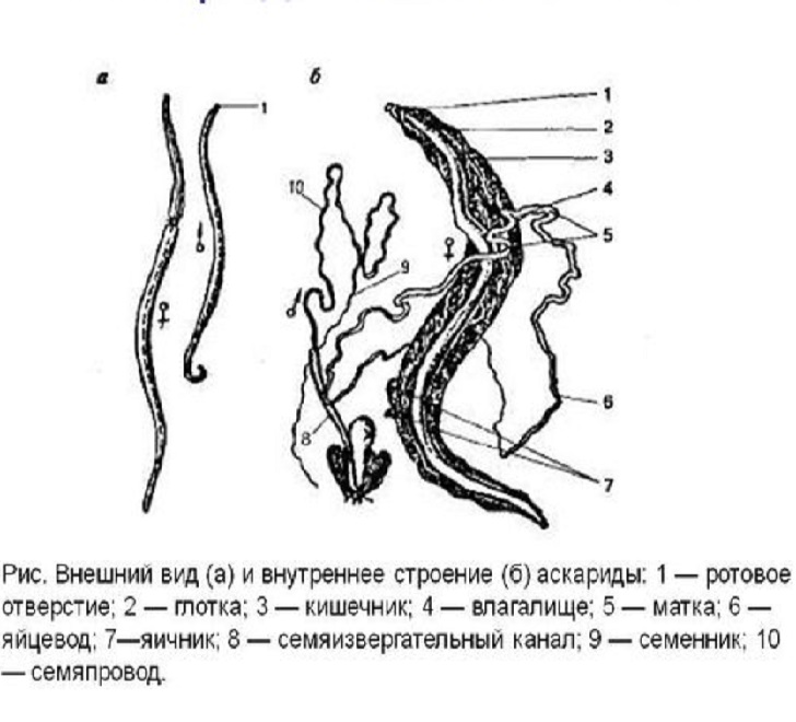Строение тела самца аскариды в сравнении с самкой