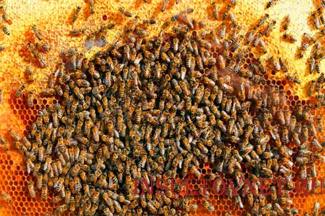 Лечение мертвыми пчелами