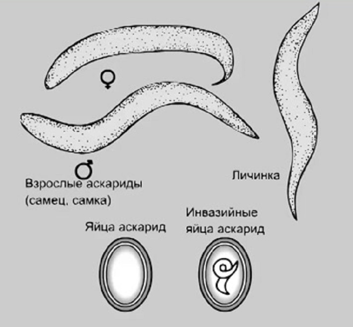 Отличие личинки от взрослой особи аскариды