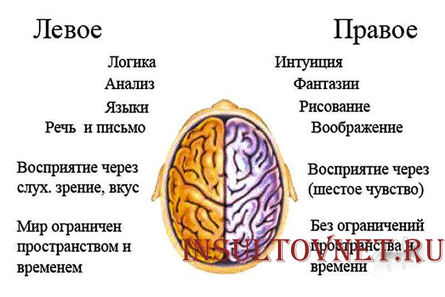 Полушария мозга