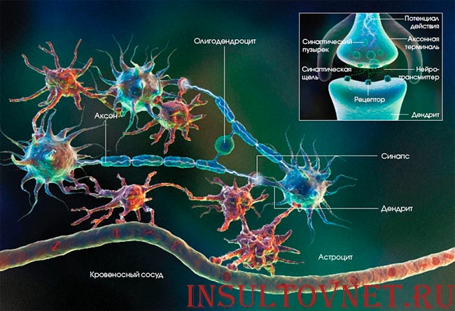 связи нейронов