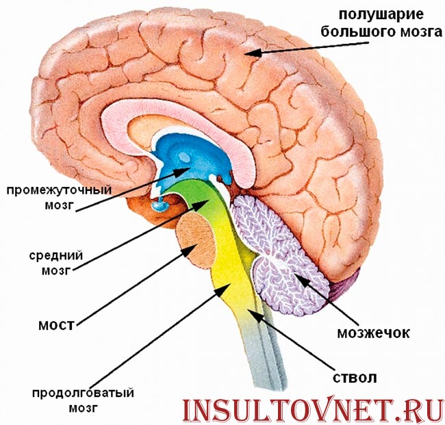 анатомия головного мозга