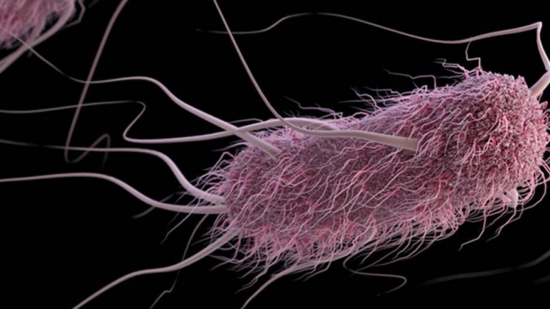 бактерия Escherichia coli