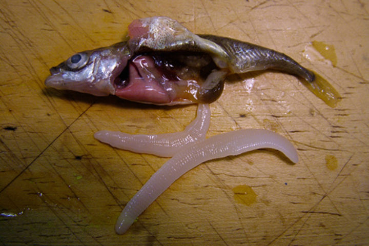 фото ленточный червь в рыбе