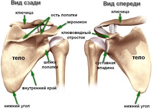 Структура костей лечевого пояса