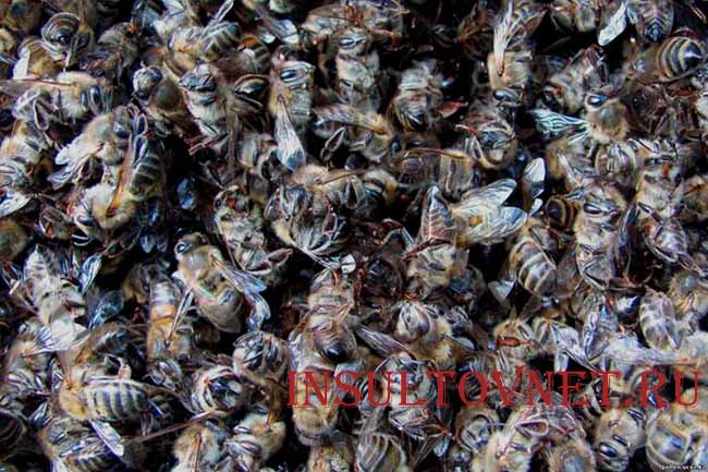 Пчелиный подмор польза и вред при инсульте thumbnail