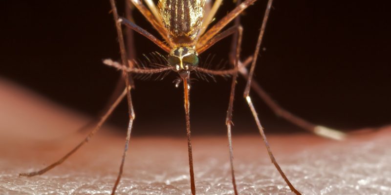 Симптомы малярии, лечение и профилактика