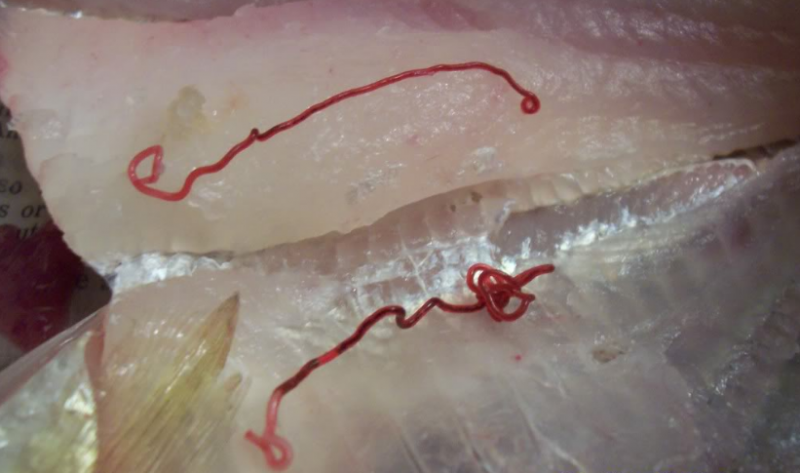 Опасные и безопасные червяки в рыбе для организма человека