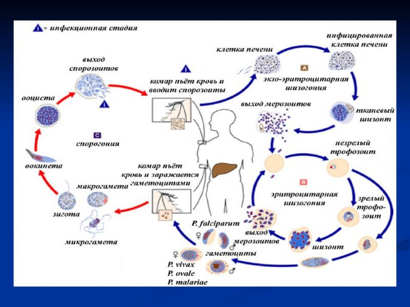 Малярийный плазмодий цикл жизни