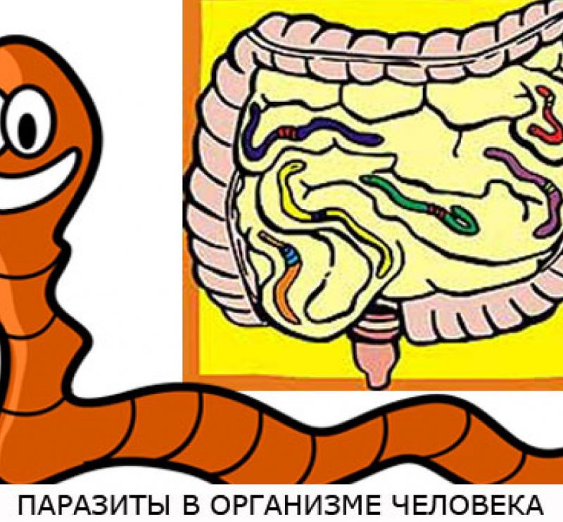 паразиты в организме человека