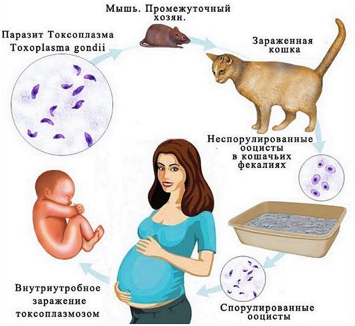 Схема внутриутробного заражения плода во время беременности