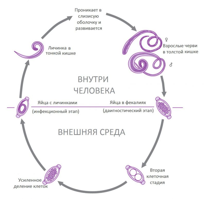 цикл жизни власоглава