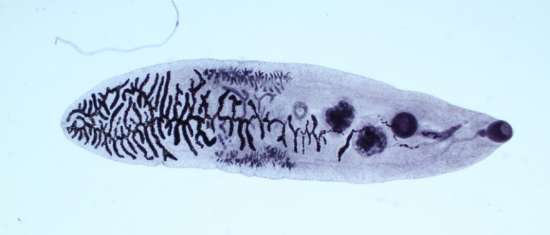 Дикроцелиоз животных. Ланцетовидный сосальщик - дикроцелиоз-. Червь печеночный сосальщик. Плоский червь ланцетовидный сосальщик. Печеночные черви сосальщики.