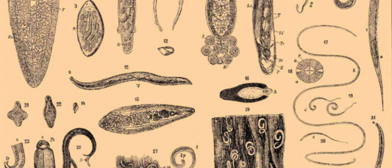 Нематоды цестоды и трематоды. Сосальщики плоские черви. Широкий лентец место паразитирования. Широкий лентец яйца под микроскопом.